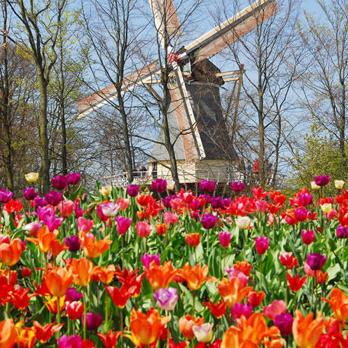 Splendid view of tulips and windmill in Lisse, Holland with Le Boat.