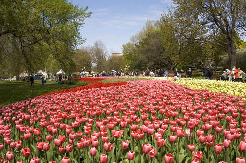 Field of Tulips in Ottawa Canada - Photo Credit Ottawa Tourism